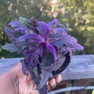 Gynura Plant Purple Passion